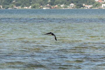 Black bird flying at the Conceicao Lagoon, in Florianopolis, Brazil.
