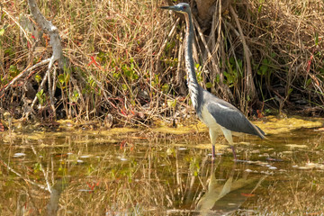Florida Wetlands