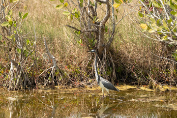 Florida Wetlands