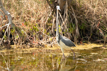 Florida Wetlands