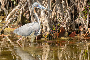 Florida Wetlands