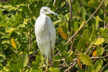 Florida Wetlands