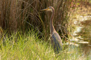 Fototapeta premium Florida Wetlands