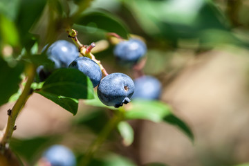 Ripe blueberries growing on a branch on sunny day