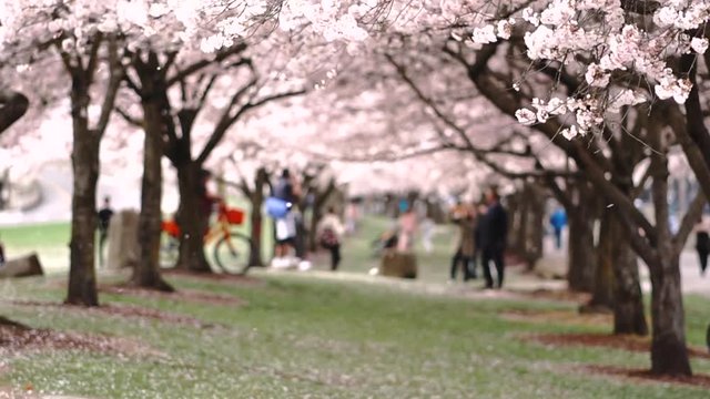 Horizontal Composition Blooming Cherry Blossoms on two rows of Trees