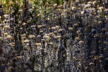 Dry tall plants in sunlight