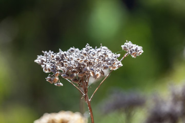 Closeup of dry gray plant on blurred background