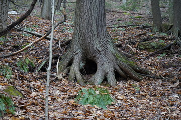 tree in the forest with natural hole