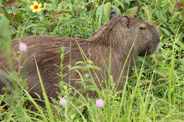 Capivara