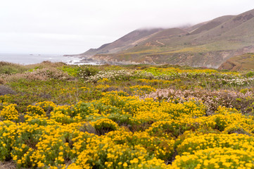 Fototapeta na wymiar yellow flowers and central California coastline