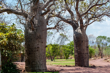 Fototapeta na wymiar Pair of boab trees in a garden