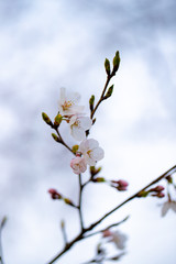 桜の開花