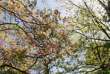 blooming crab apple maple etc.