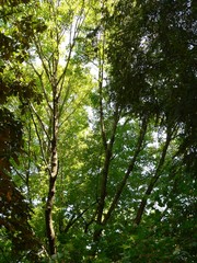 Fototapeta premium summer trees