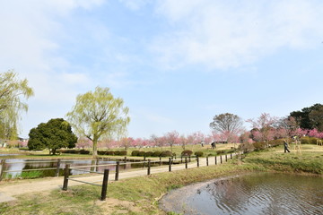 桃の花