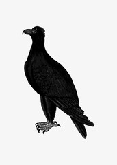 Mountain eagle in vintage style