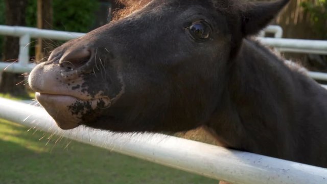 Pony eating grass, it chews and swallow a grass. Close up shot and slow motion clip.