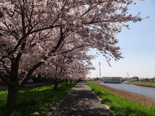 Fototapeta na wymiar 新川の桜