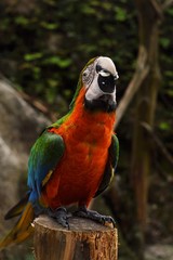 colorful parrot