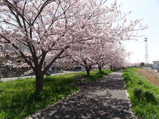 Fototapeta premium 新川の桜