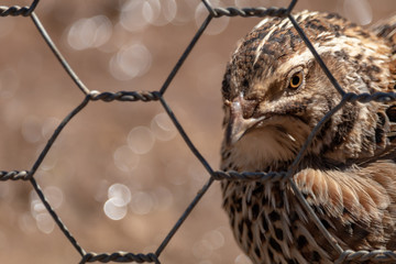 Close-up of Quail bird in cage with out of focus background
