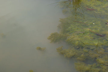Murky Pond