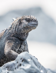 Marine Iguana Galapagos