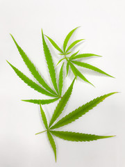 Cannabis leaf, marijuana on white background. 