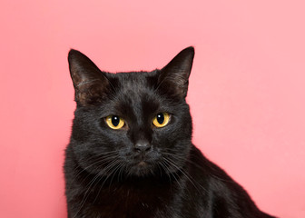 Portrait of an adorable black cat with yellow eyes looking intently slightly to viewers right. As of 2017, the domestic cat was the second-most popular pet in the U.S.