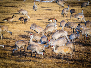 Sandhill cranes migrating through Monte Vista, Colorado, feeding in farm field