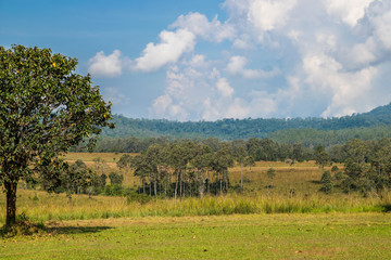 Forest in Summer 