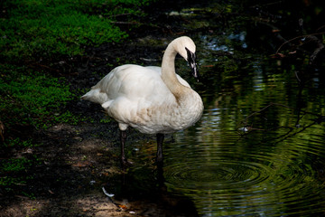 Fototapeta premium swan on the lake