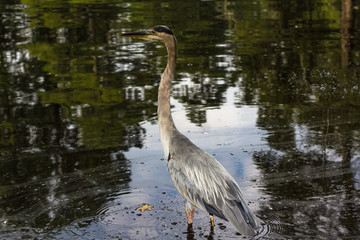 great blue heron in water