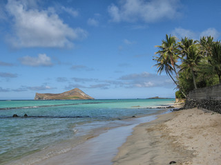 Beach Palm trees