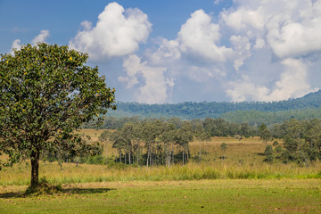 Fototapeta premium Landscape of Savanna Forest and mountain with a blue sky and white clouds in the spring afternoon