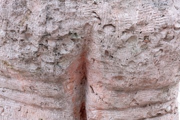 Stone ass. Close-up of a part of the body from the sculpture. Texture of pink shell rock.