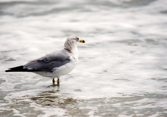 A closeup of a single seagull.
