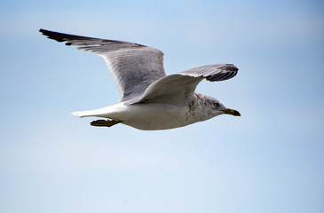 A closeup of a single seagull.
