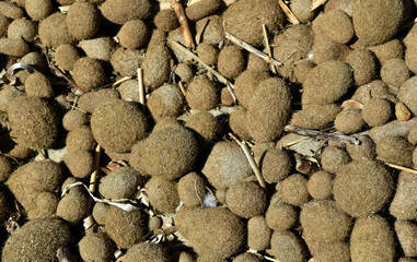 hintergrund mit trockenen algen am strand