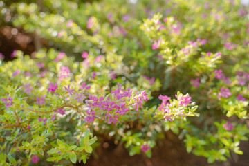 Cuphea hyssopifolia Kunth with sunlight