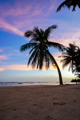 Obraz na płótnie Canvas palm tree on the beach at sunset