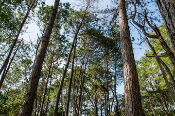 Savannah and pine forest in Thung Salaeng Luang National Park, Thailand