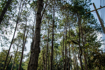 Fototapeta premium Landscape Pine Trees At Thung Salaeng Luang National Park 