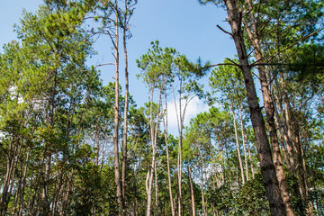 Forest of green pine trees with sunlight in the morning when looking up. Nature background
