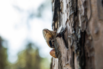 Mushrooms on a tree trunk