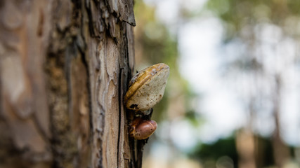 Mushrooms on a tree trunk