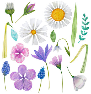 Set of summer easter, birthday, spring flowers and leaves. Hand drawn watercolor and colored pencils illustration.