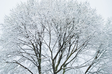 Dry tree branches covered with fresh snow. Winter background concept