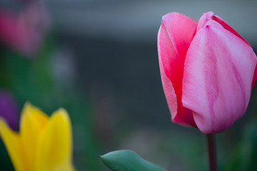 チューリップ