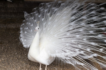 white peacock with a loose tail